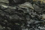 Polished Stromatolite (Alcheringa) Slab - Billion Years #180003-1